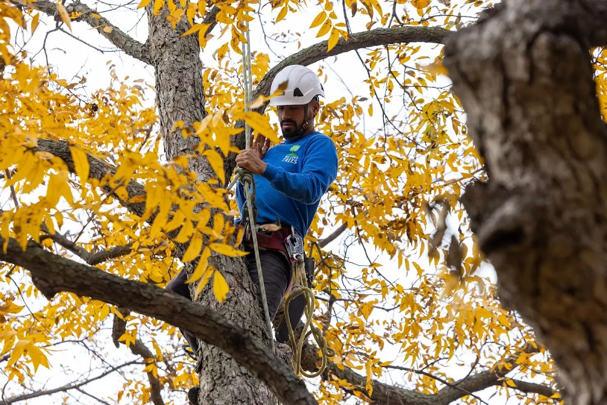 Skilled Tree Planting crew working in Manistee